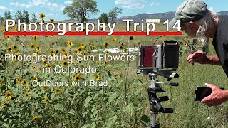 Photography Trip 14 Shooting Sun Flowers in Colorado on a 4x5 Large Format Camera on BW film [upl. by Annayek]