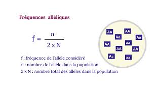 Génétique des Populations Fréquences Génotypiques Et Fréquences Alléliques [upl. by Eelarbed]