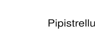 How to pronounce Pipistrellus [upl. by Coughlin]