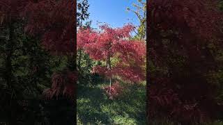 Acer palmatum dissectum [upl. by Squire645]