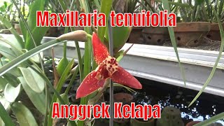 Maxillaria tenuifolia atau Anggrek Kelapa [upl. by Ragas823]