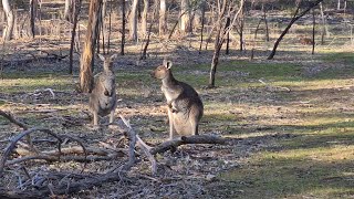 Anstey Hill Recreation Park South Australia [upl. by Efinnej]