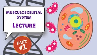 MCAT Biology Lecture MusculoSkeletal System 12 [upl. by Joon]