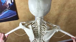 Scapula movements [upl. by Hinman]