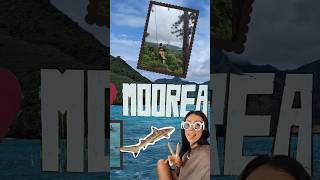 ✨NEW ✨ NEW ✨ gorgeousmust watch Moorea Travel Vlog out now travelvlog vlog moorea tahiti [upl. by Ano618]