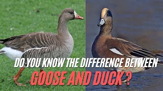 The Art of Goose Goose Duck [upl. by Lalad]