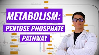 Pentose Phosphate Pathway Ninja Nerd Synthesis [upl. by Raffo312]