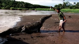 Crocodile feeding in Costa Rica  Compilation [upl. by Adnohs]