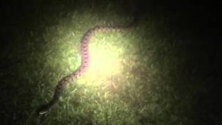 Snakes in flood water in Cypress  Houston Texas Flood 2016 [upl. by Mendes]