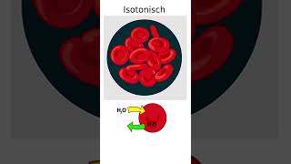 Hypertonisch Isotonisch amp Hypotonisch in 1 Minute erklärt biologie schule osmose [upl. by Gimble]