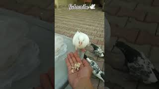 My White Cutie🕊pigeon kabootar birds kabutar cute shorts [upl. by Cantlon172]