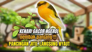 MASTERAN Kenari PAUD belajar BUNYI LANGSUNG NYAUT [upl. by Ilrebmik907]