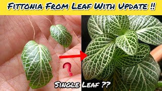 Fittonia Plant From Single Leaf With Result  Fittonia Propagation With Update [upl. by Lrac]