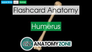 Humerus  Flashcard Anatomy [upl. by Gregson]