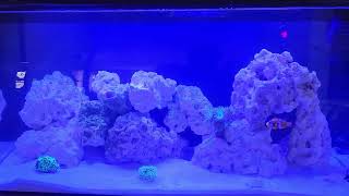 New Fluval Flex 123 Saltwater Aquarium Updates modified to work better [upl. by Briscoe653]