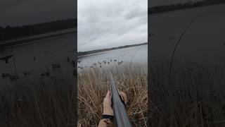 Buffleheads in the decoys birdhunting duckhunt duckhunting [upl. by Corliss]