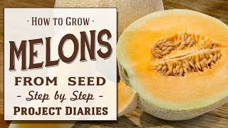 ★ How to Grow Melons from Seed A Step by Step Guide [upl. by Cozmo437]