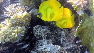 Tutti i colori del Mar Rosso  La barriera corallina  Parte seconda [upl. by Nylirak105]