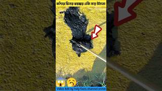 কাঁদার ভিতর একি নড়ে উঠলো 🥱tortoise tools item amp amazing fact youtubeshorts shorts [upl. by Rupert]