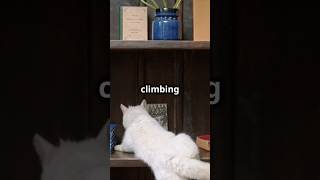 How a Cat Tree Can Save Your Furniturecatlover pets yourcat cat cats happycat [upl. by Goldston973]