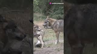 Things you never knew about Wolves shorts wildlife animals facts nature wolves [upl. by Zulema]