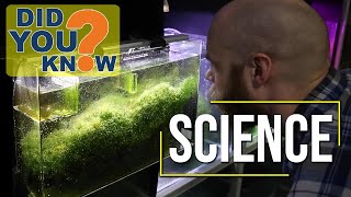 Refugium Performance 12 ScienceBased Techniques on Utilizing Algae to Avoid Algae in Reef Tanks [upl. by Kahle]