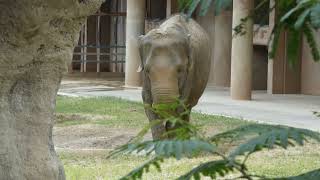 東山動物園 アジアゾウ Higashiyama Zoo Panasonic LUMIX DCFZ85D 아시아 코끼리 亚洲象 Asian Elephant [upl. by Assira]