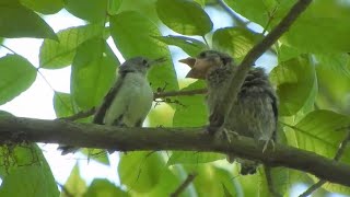 Tiny Gnatcatchers feed big Cowbird chick [upl. by Roxanna]