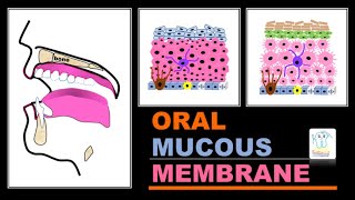 Oral mucous membranetypes amp histology [upl. by Neelyahs781]