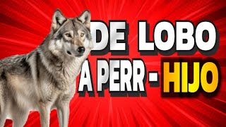 LA DOMESTICACIÓN  La evolución del lobo al perrhijo [upl. by Salangia535]