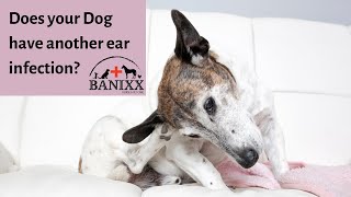 Dog Ear Infection Treatment [upl. by Mandell]