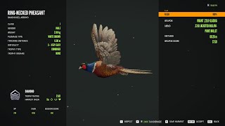 Ringnecked pheasant  3Diamond [upl. by Amliw]