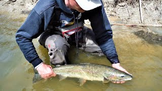 Indiana Tributary Steelhead Spring Steel 41215 [upl. by Ive]