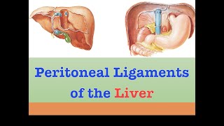 Peritoneal Ligaments of the Liver [upl. by Kciwdahc932]