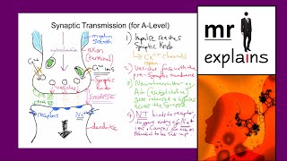 mr i explains Synaptic Transmission for ALevelKS5 [upl. by Arolf]