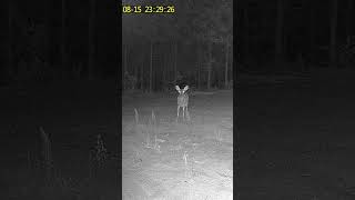 Whitetail Deer checks out the area around Trail Camera deer hunting hunting animal wildlife [upl. by Ellehsyt297]