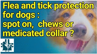 Flea and tick protection for dogs  spot on chews or medicated collar [upl. by Nyrac]