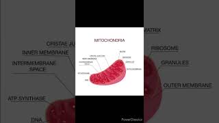 dailyshorts education anatomy biochemistry biology mitochondria structure cellorganelle [upl. by Dani]