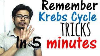 Krebs cycle trick made easy  Remember Krebs cycle in 5 minutes [upl. by Brazee]