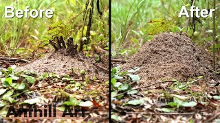 Timelapse Fire Ant Colony Rebuilding After a Storm [upl. by Fellner]