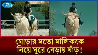 ষাঁড় তো নয় যেনো বিশালদেহী ঘোড়া ঘুরে বেড়ায় মালিককে নিয়ে  Bull  Rtv News [upl. by Mellisent]