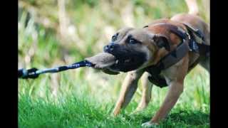 Staffordshire Bull Terrier Sporting Club NL [upl. by Tome]