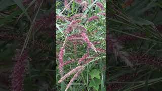 Flowers of Pennisetum pedicellatum [upl. by Eenitsed]