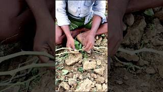 How Vine Cutting is Prepared for Pointed Gourd shorts [upl. by Harley721]