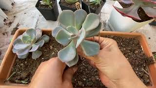 Echeveria Dusty Rose Sukulent Saksısı 💯✅ echeveriadustyrose sukulent [upl. by Kieger971]