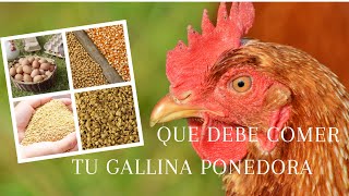 Que deben comer las gallinas ponedoras Isa Brown Nutrición [upl. by Marmion473]