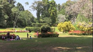 Royal Botanical Gardens Kandy Sri Lanka Ceylon [upl. by Ausoj936]