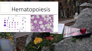 7Hematopoiesis Histology Lecture [upl. by Ymma]