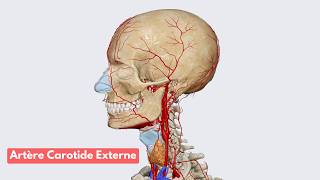 Anatomie de lArtère Carotide Externe [upl. by Ryley]