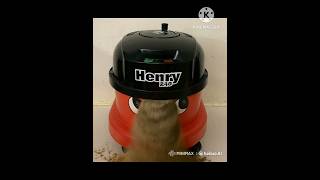 Henry Hoover Having Fun With dirt Got To Clean It Up [upl. by Melquist]